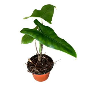 Alocasia Tigrina Superba