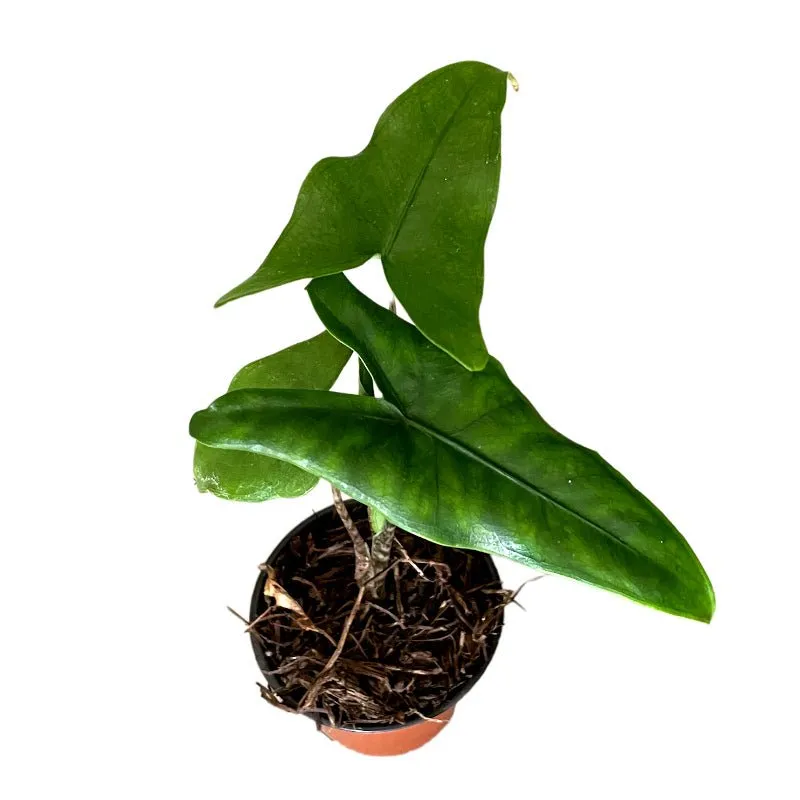 Alocasia Tigrina Superba