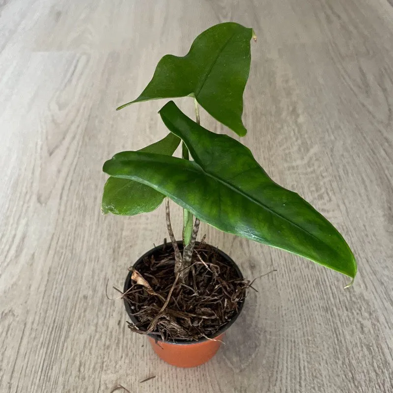 Alocasia Tigrina Superba
